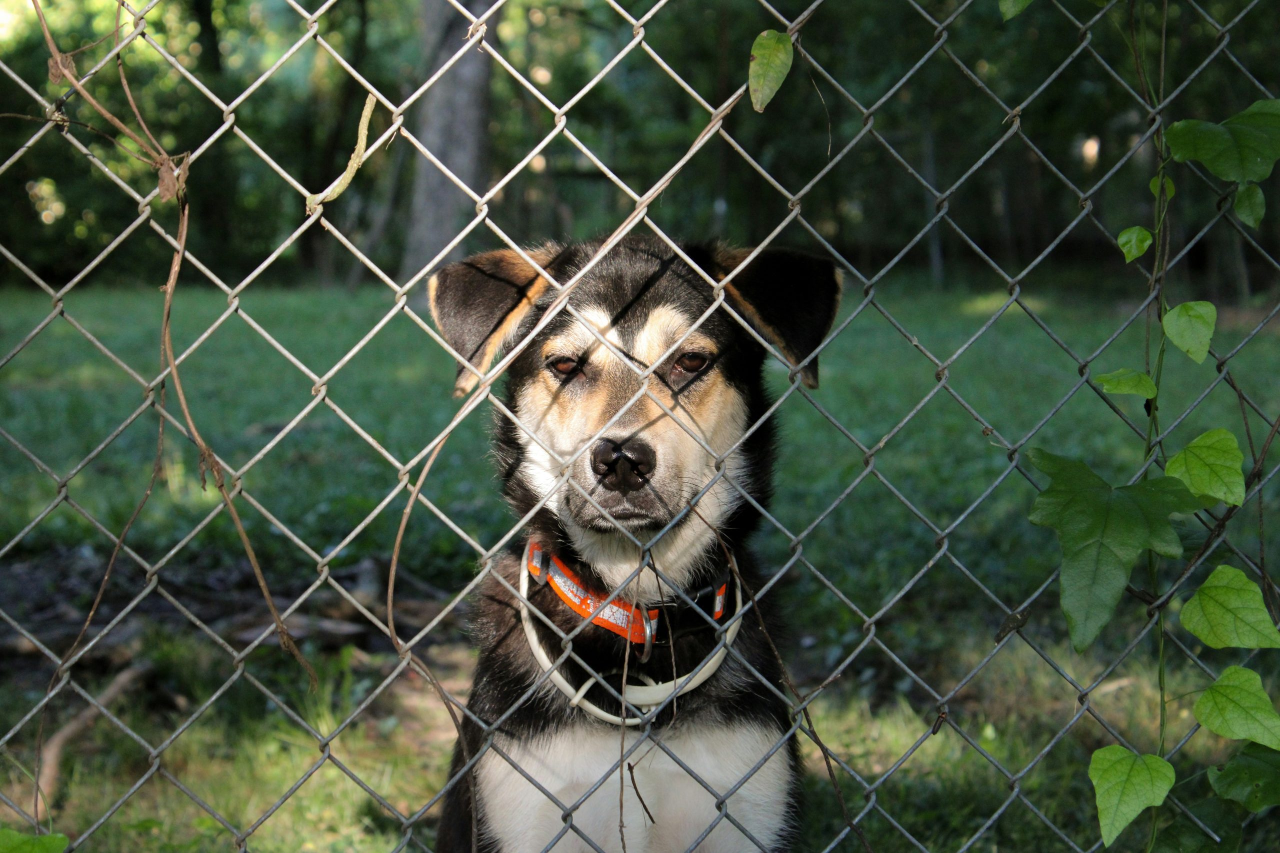 What to Use as a Temporary Fence